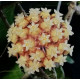 Hoya sp. Padang