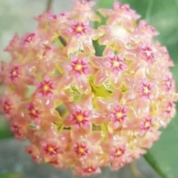 Hoya glabra