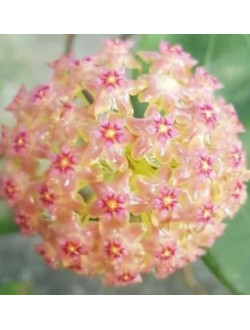 Hoya glabra