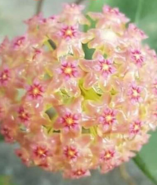 Hoya glabra