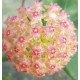 Hoya glabra