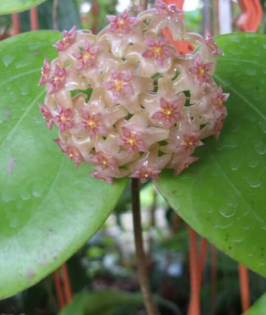 Hoya glabra