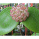 Hoya glabra