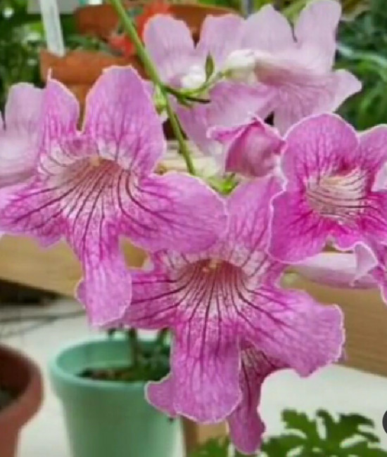 Podranea brycei