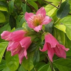 Tecomanthe Species Roaring Meg