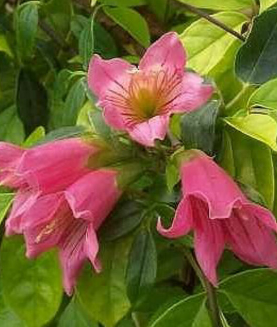 Tecomanthe Species Roaring Meg