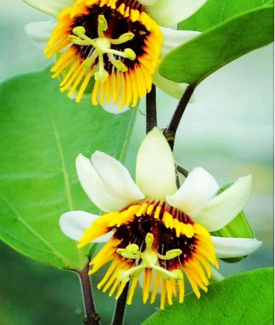 Passiflora holosericea