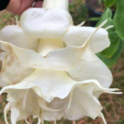 Brugmansia Angels Proud