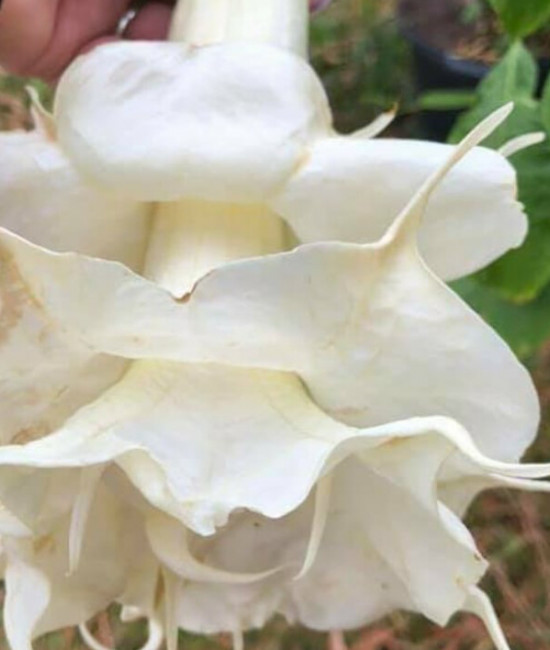 Brugmansia Angels Proud