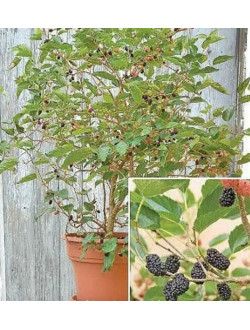Morus Nigra