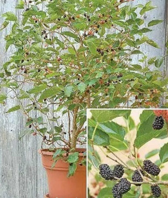 Morus Nigra