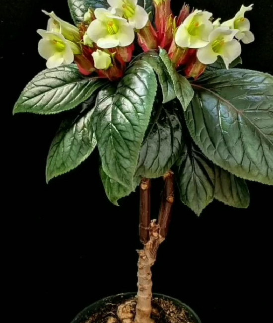 Sinningia helleri