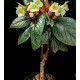 Sinningia helleri
