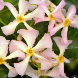 Trachelospermum asiaticum "Pink Shower"