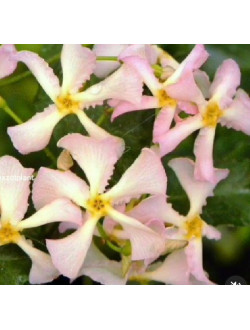 Trachelospermum asiaticum "Pink Shower"