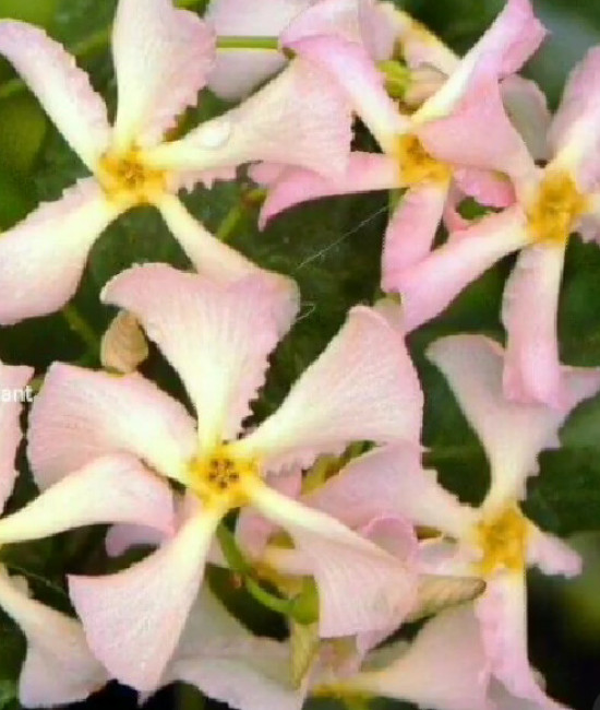 Trachelospermum asiaticum "Pink Shower"