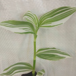 Tradescantia