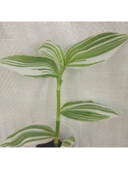 Tradescantia
