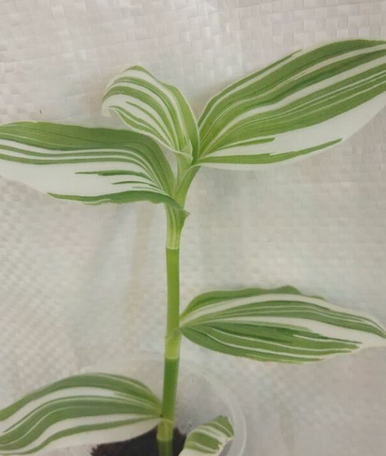 Tradescantia
