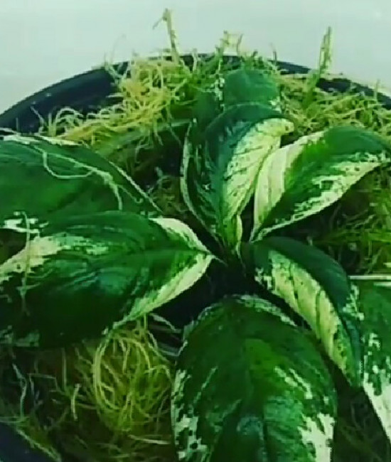 Crosandra Alba Variegata 