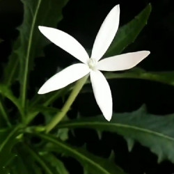 Hippobroma longiflora