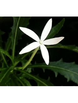Hippobroma longiflora