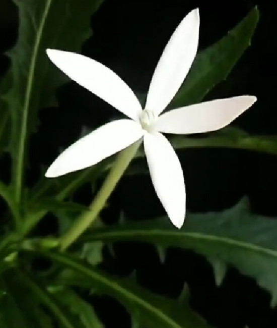 Hippobroma longiflora