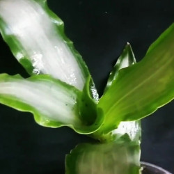 Murdannia loriformis Bright Star 