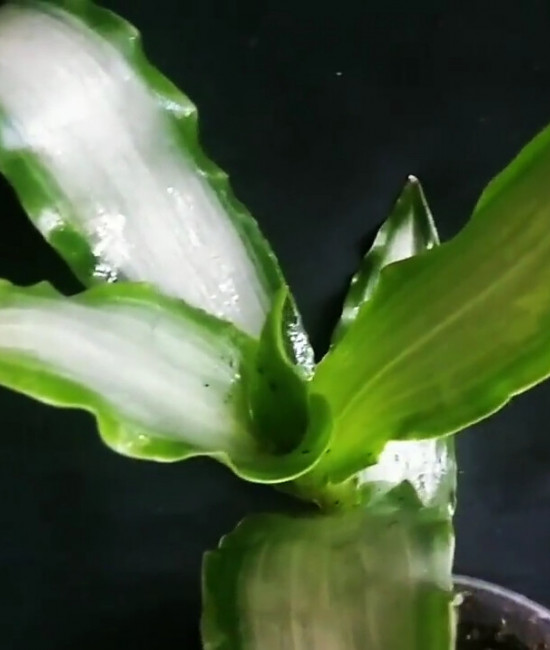Murdannia loriformis Bright Star 
