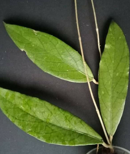 Hoya sp. Padang