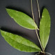 Hoya sp. Padang