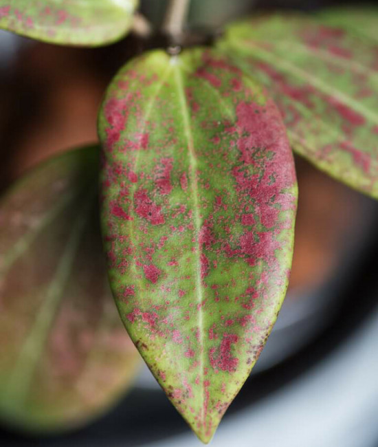 Hoya wibergiae