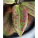Hoya wibergiae
