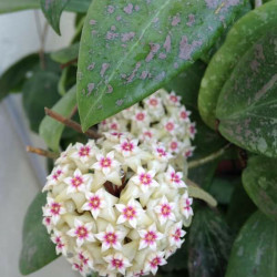 Hoya wibergiae