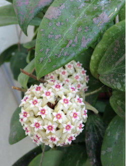 Hoya wibergiae