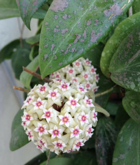 Hoya wibergiae