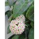 Hoya wibergiae