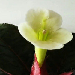 Sinningia helleri