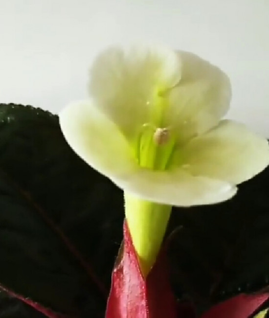 Sinningia helleri