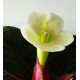 Sinningia helleri