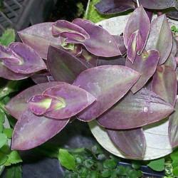 Setcreasea [Tradescantia] Pallida Purple Fuzzy 