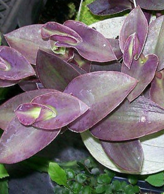 Setcreasea [Tradescantia] Pallida Purple Fuzzy 