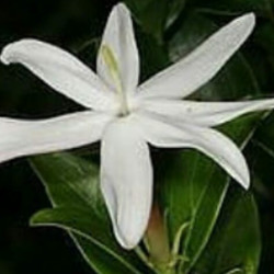 Jasminum Adenophyllum splesh variegata