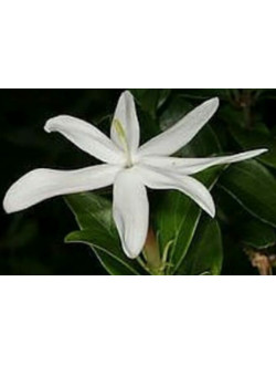 Jasminum Adenophyllum splesh variegata