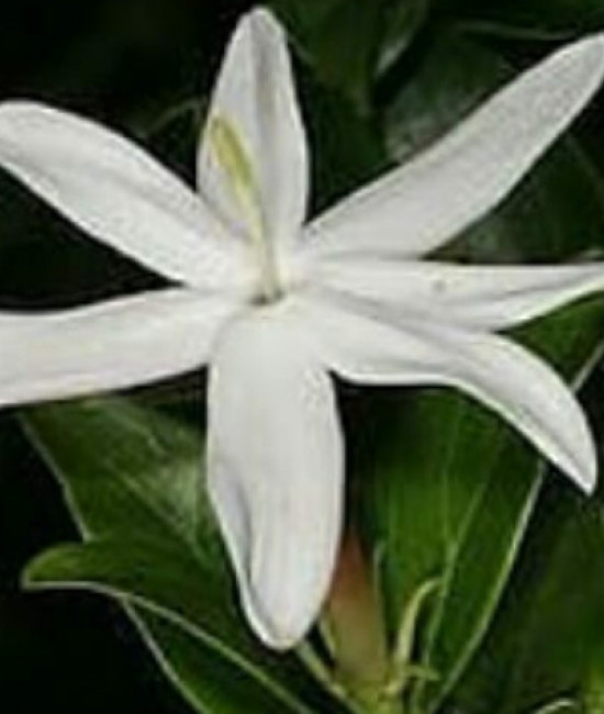 Jasminum Adenophyllum splesh variegata