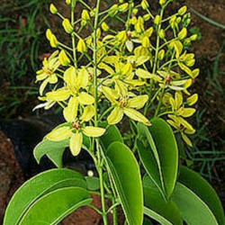 Tristellateia australasiae
