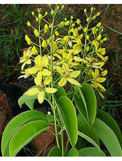 Tristellateia australasiae