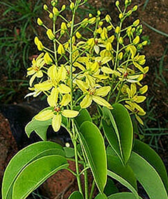 Tristellateia australasiae