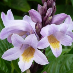 hlogacanthus turgidus