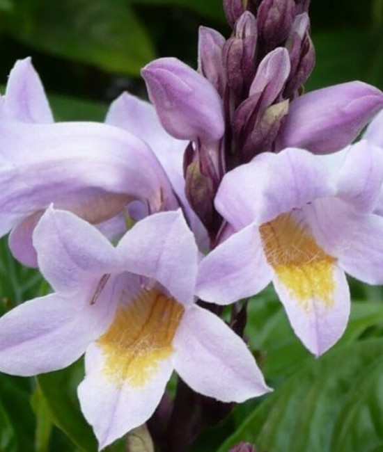 hlogacanthus turgidus